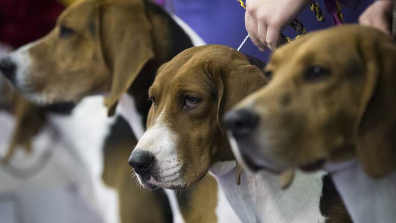 Westminster Dog Show 2018
