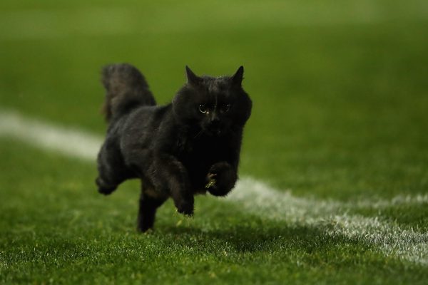 black cat appreciation day