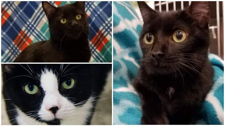 black cat appreciation day