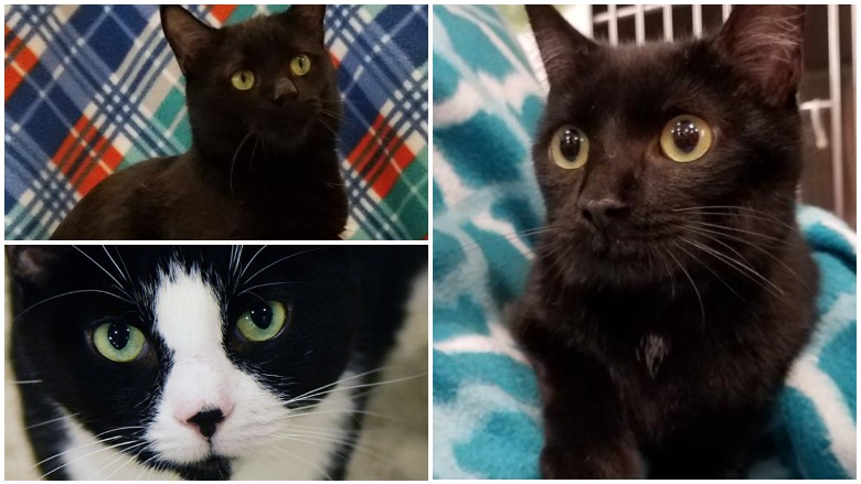 black cat appreciation day