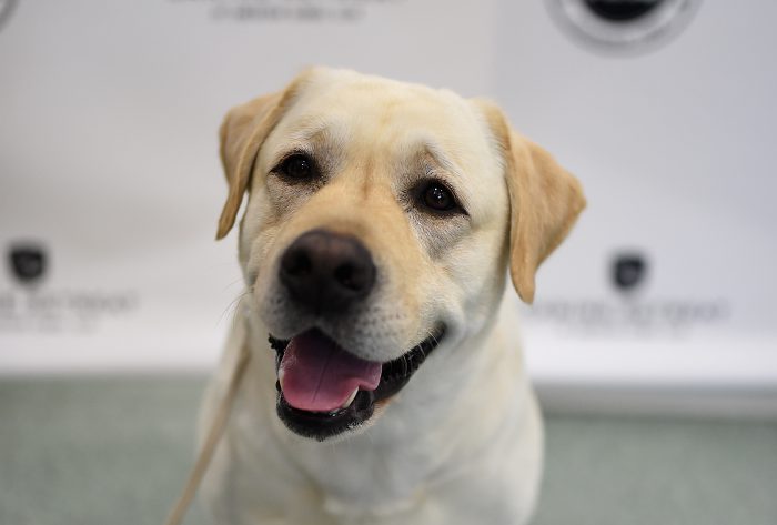 national dog day 2018