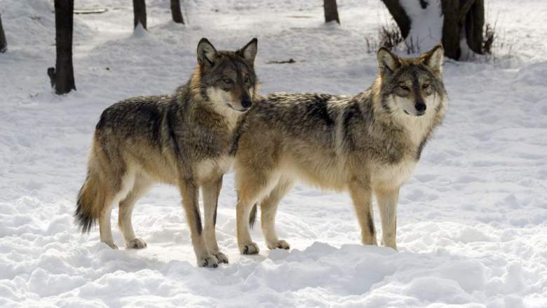 Wolfenoot
