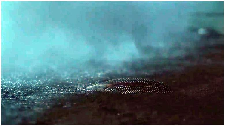 Game of Thrones Feather