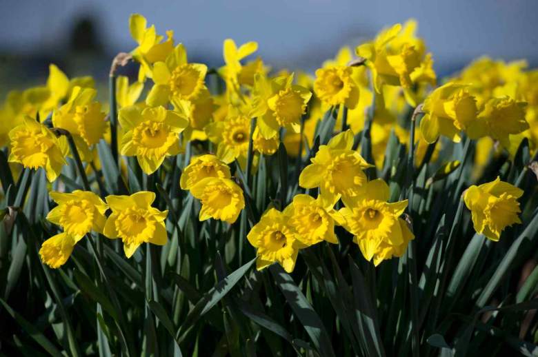 Ideas for Mother's Day During Quarantine