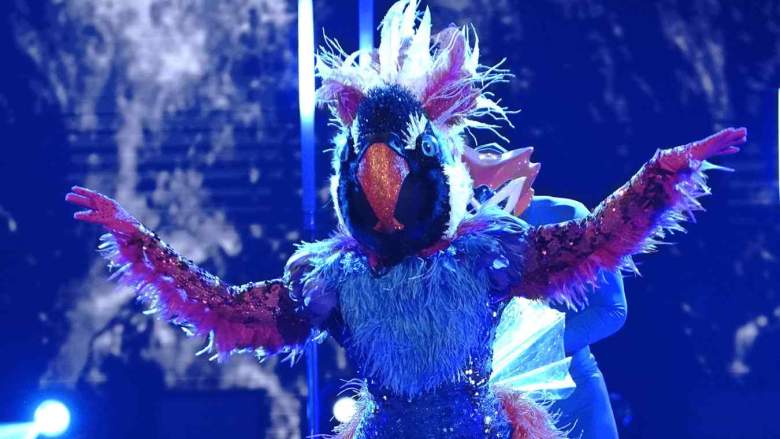 The Masked Dancer Exotic Bird