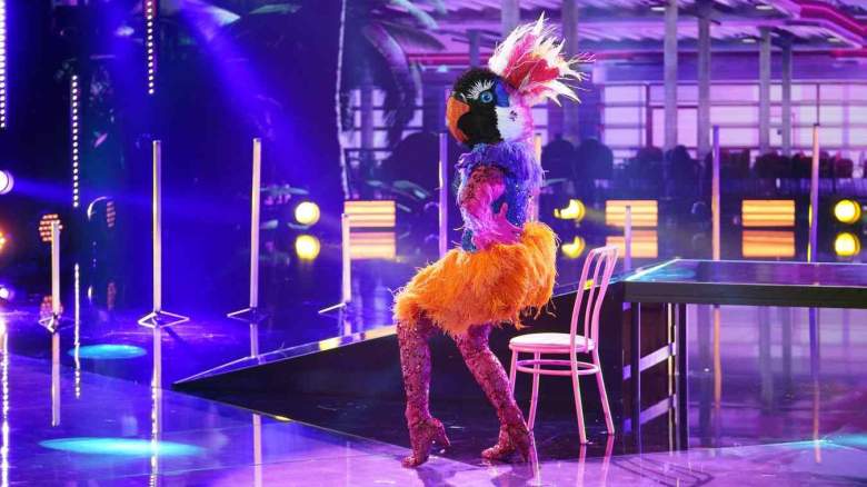 Exotic Bird