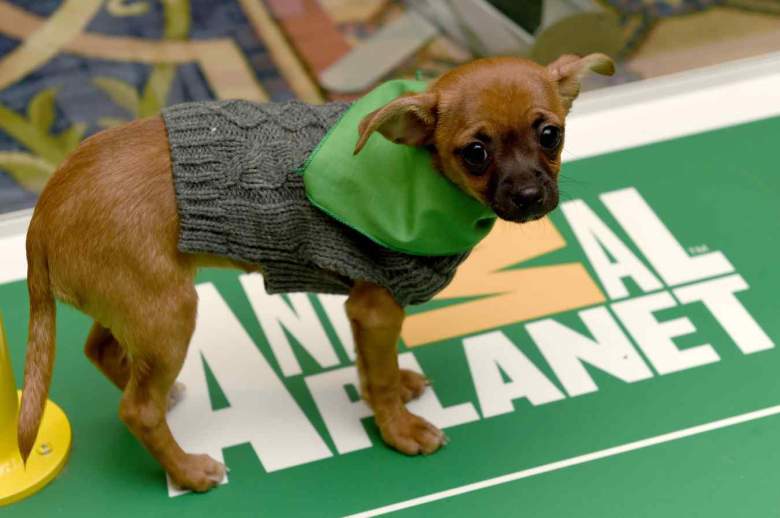 Puppy Bowl 2021 Time and Channel
