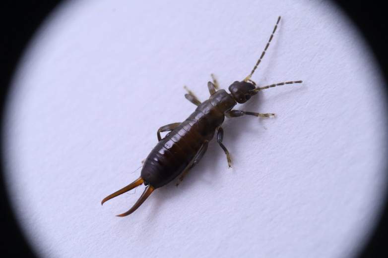An earwig.