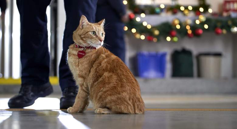 The Nine Kittens of Christmas
