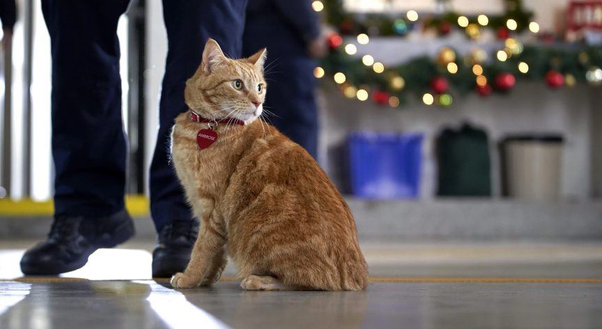 The Nine Kittens of Christmas
