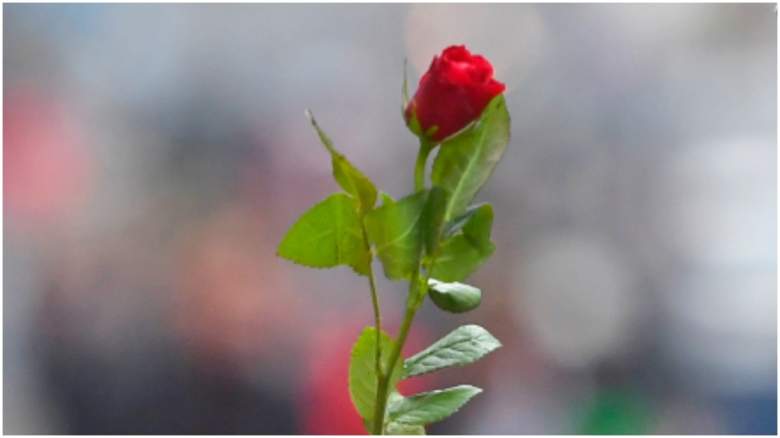 Red rose