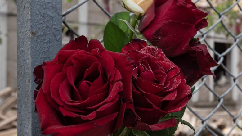 Three roses