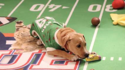 Former ‘Kitten Bowl’ Evolves Into Major Celebrity Telethon