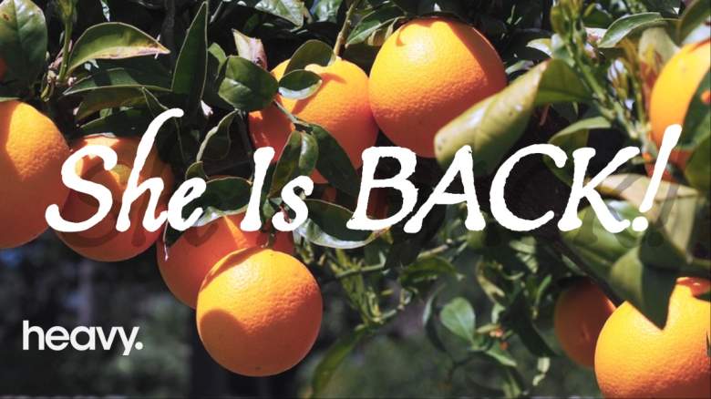 Orange grove.