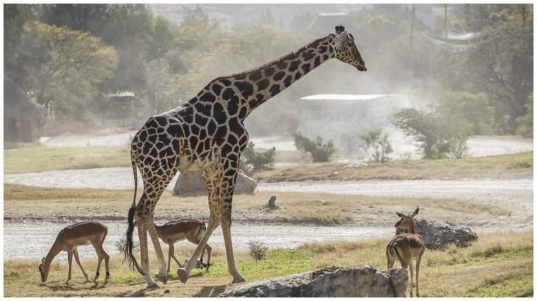 giraffe