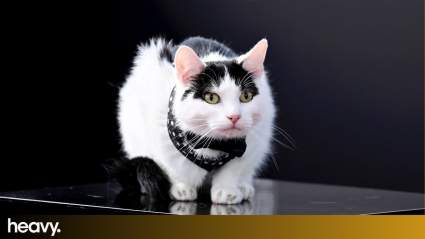 ‘A Quiet Place’ Cat Challenge Goes Viral: Can Your Kitty Stay Silent Like Frodo?