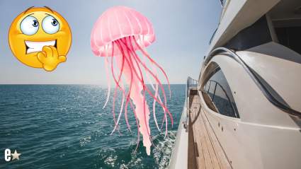 Bravo Star’s Jellyfish Touch Leads to Panic Onboard on ‘Below Deck Med’