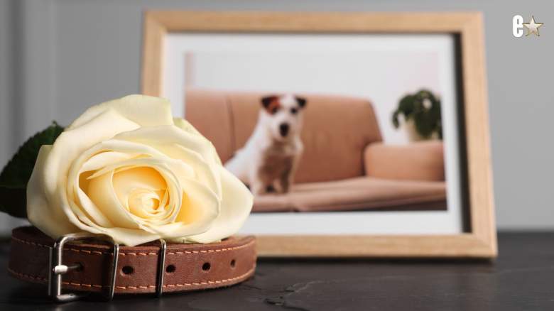 HGTV stars mourn dog's death