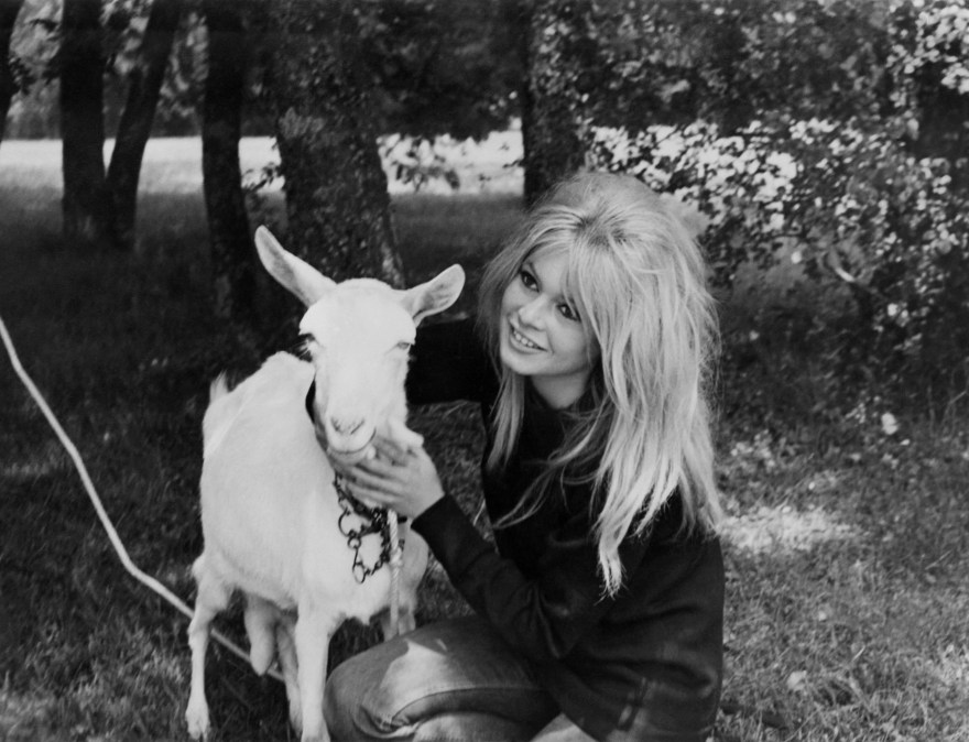 Brigitte Bardot with a goat