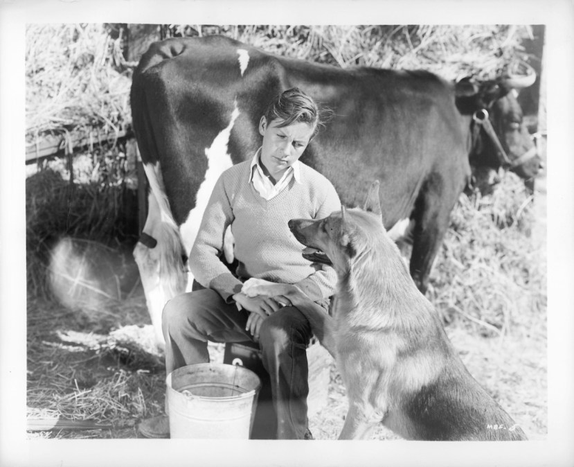 The Adventures of Rin Tin Tin