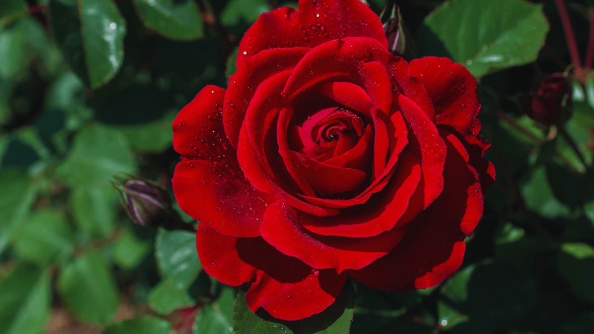 rose