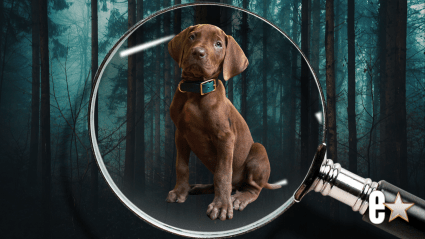 Netflix Confirms ‘Scooby-Doo: Origins’ Has Wrapped Production Ahead of 2027 Debut