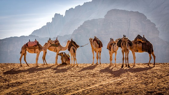 A group of camels in Jordan's Wadi Rum desert.