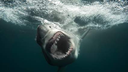 Shark Week 2026 Kicks Off, Featuring K-Pop Sharks, Atomic Sharks and More: Complete Schedule
