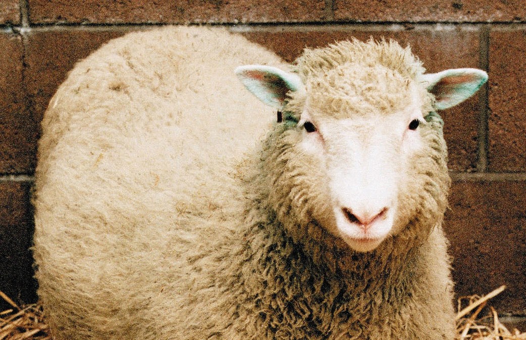 Dolly the sheep