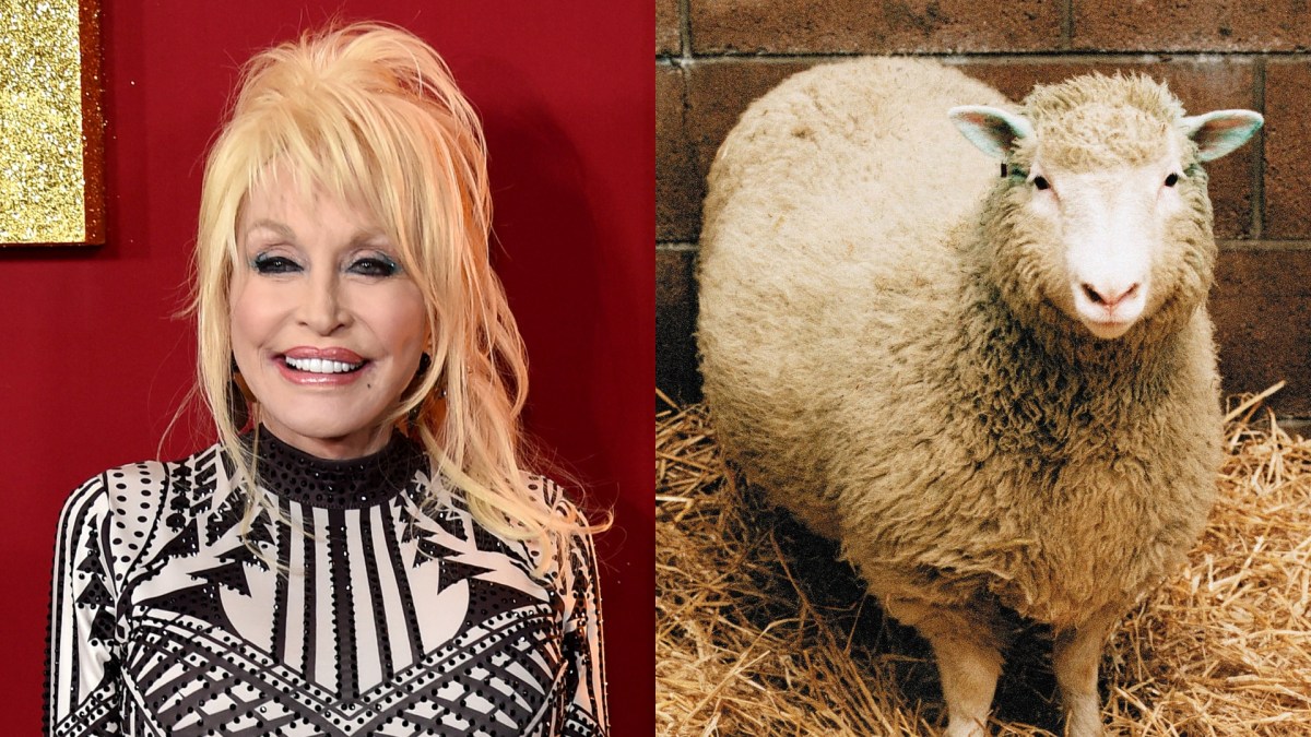 Dolly Parton and Dolly the cloned sheep
